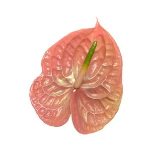 Bellini
