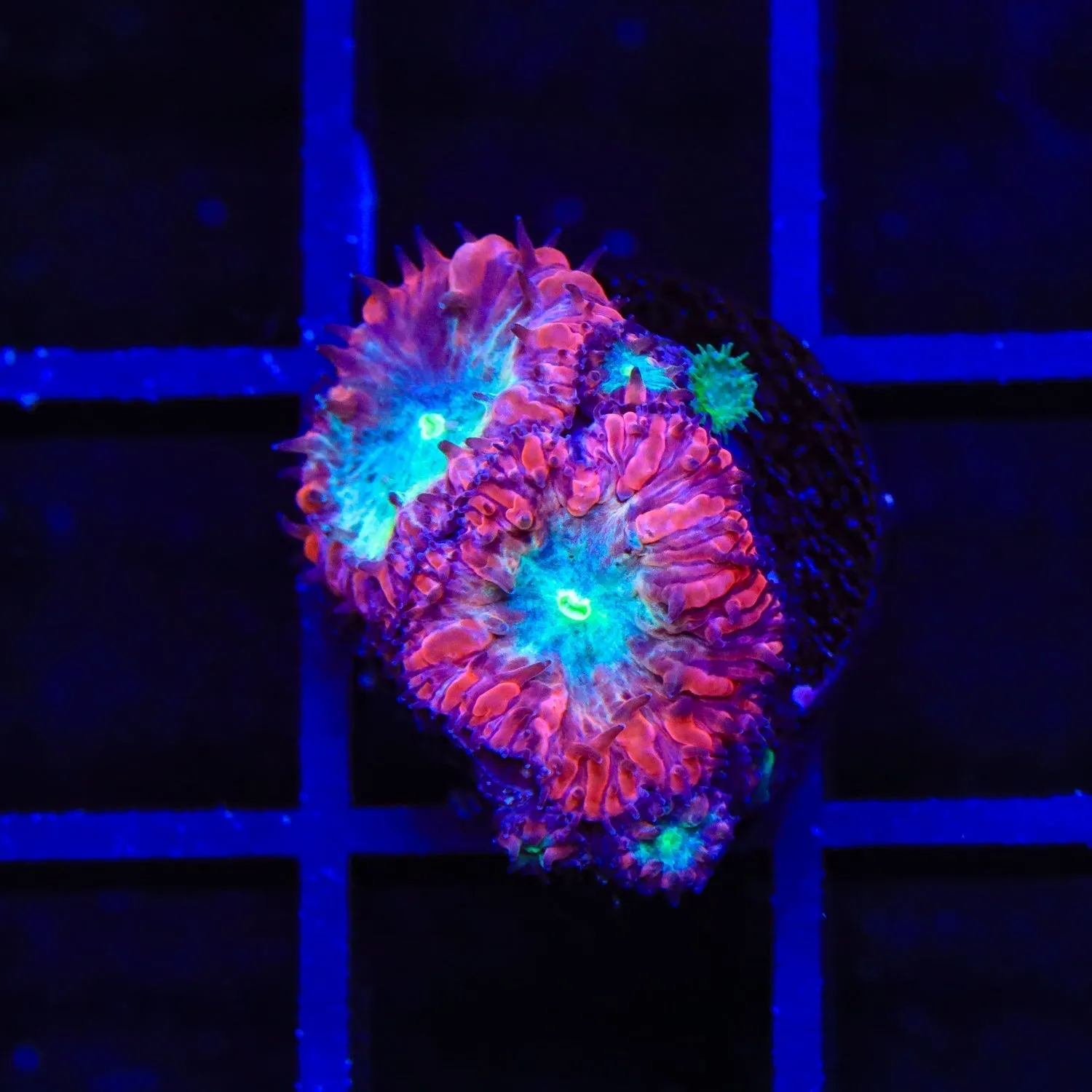 Berry Blast Blastomussa Coral