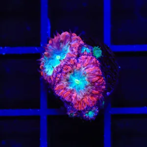 Berry Blast Blastomussa Coral
