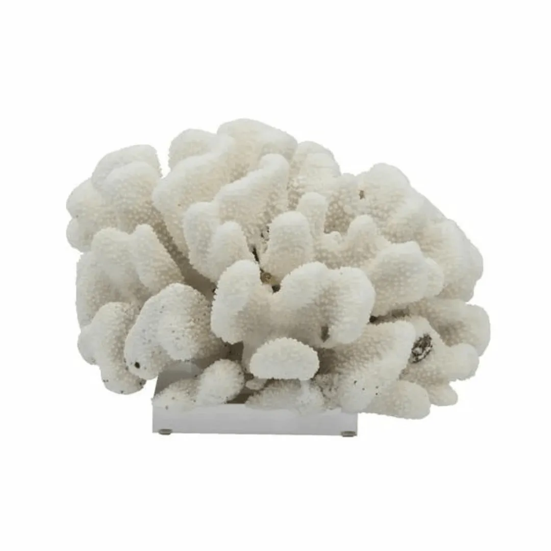 Cauliflower Coral On Acrylic Base