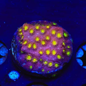 CB Bling Bling Cyphastrea Coral