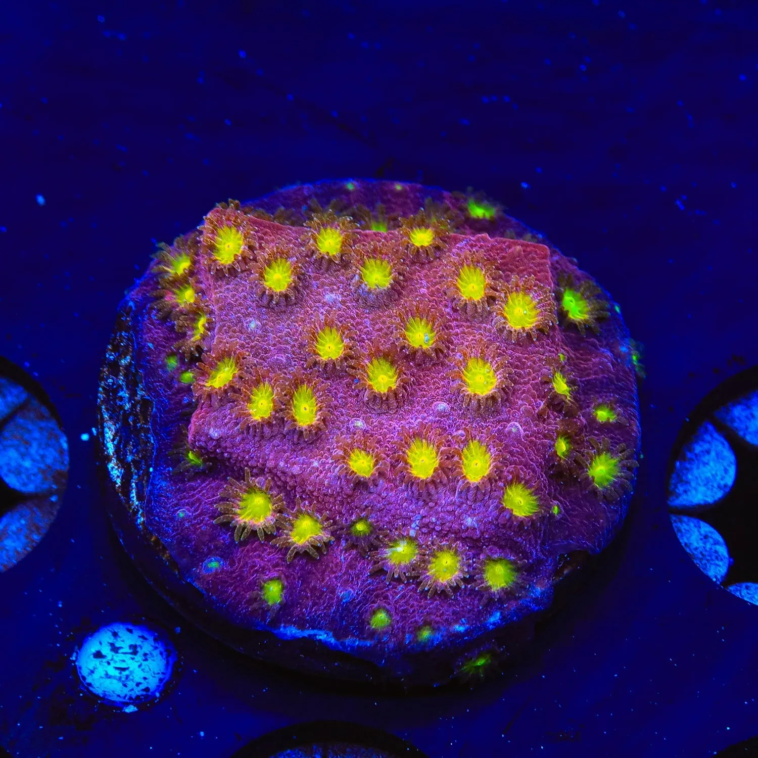 CB Bling Bling Cyphastrea Coral