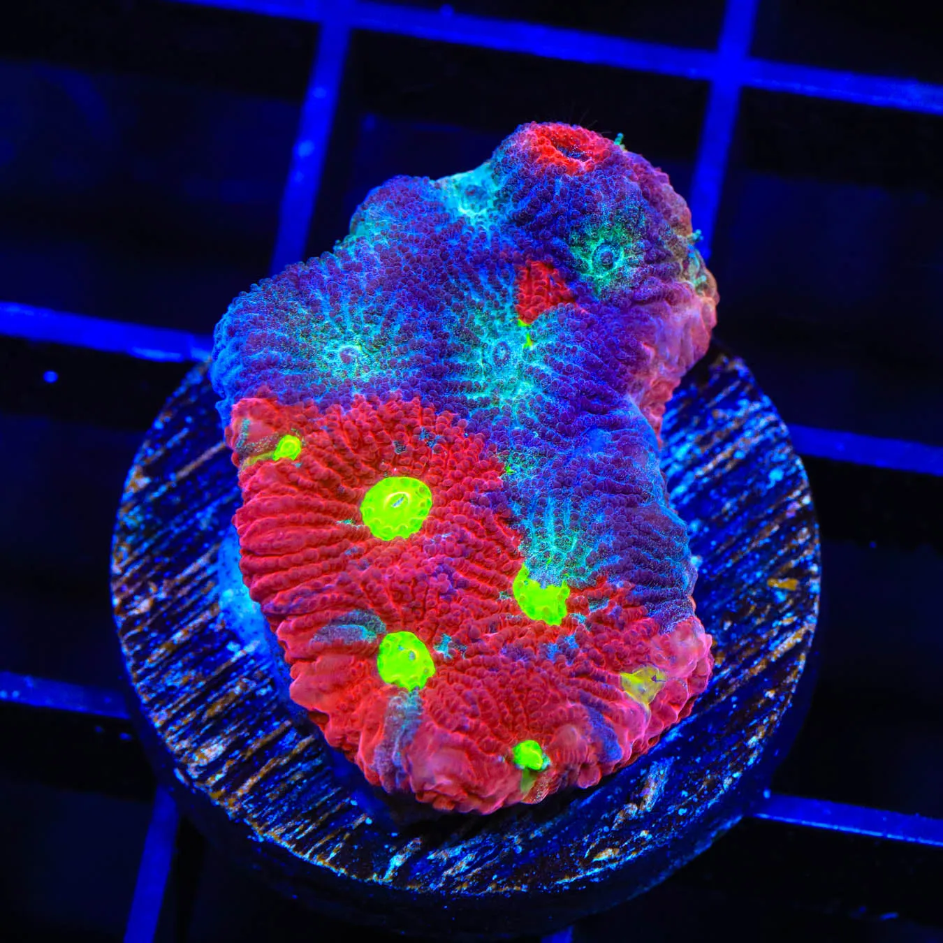 CB Bloodbath Favia Coral