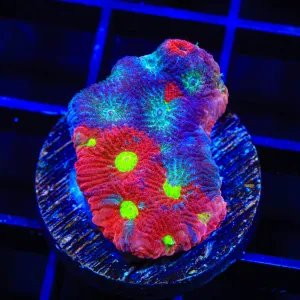 CB Bloodbath Favia Coral
