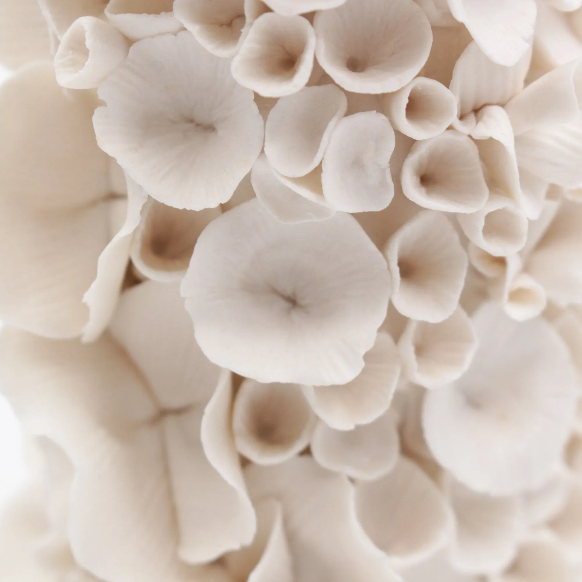 Coral Vase