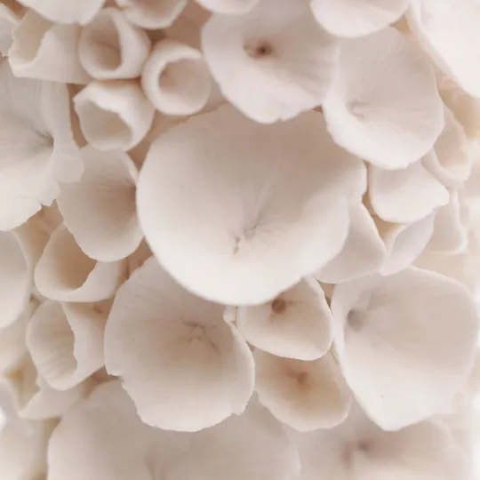 Coral Vase