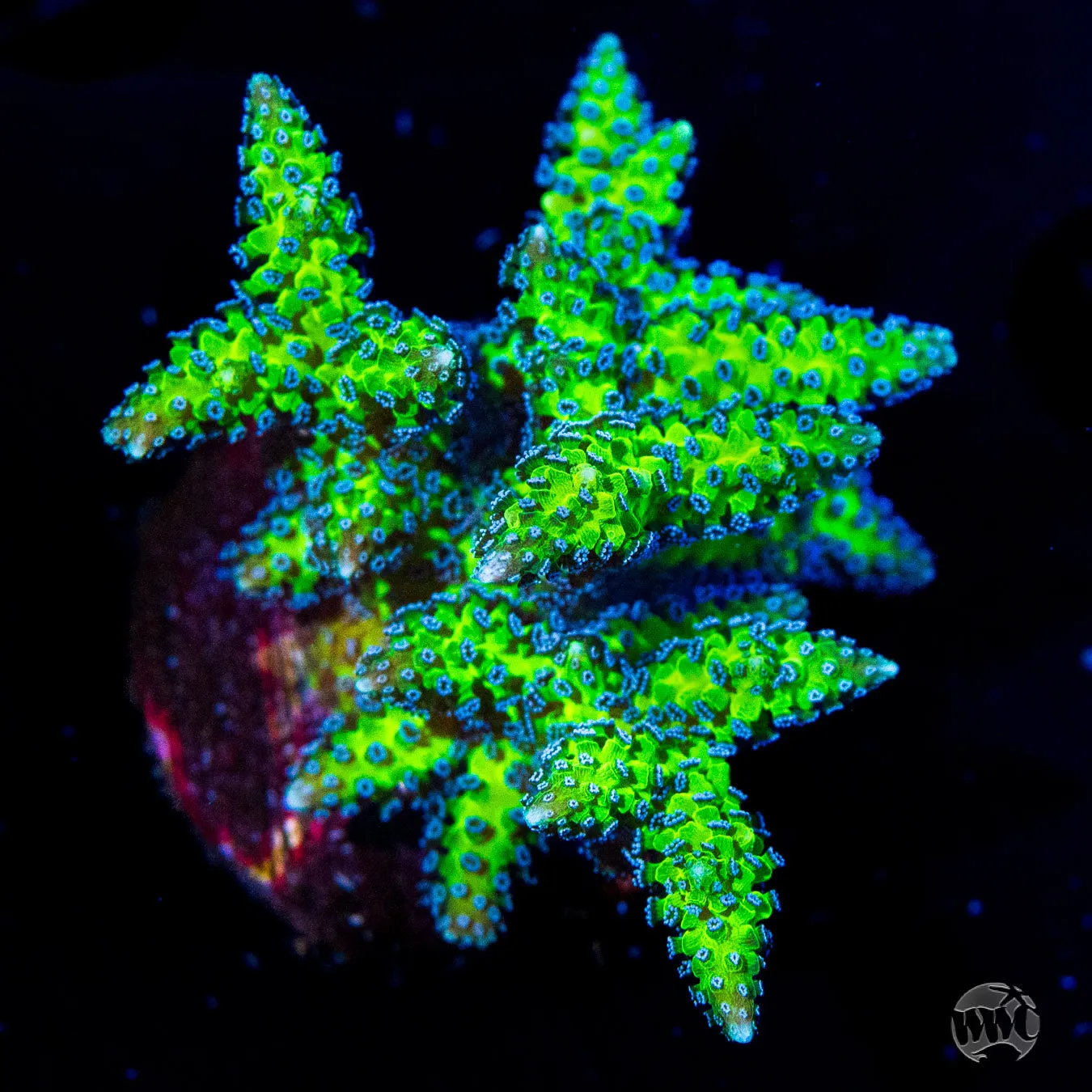 R66 Queensland Sizzler Birdsnest Coral