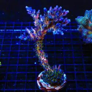 RR Aussie Gold Acropora Coral Colony