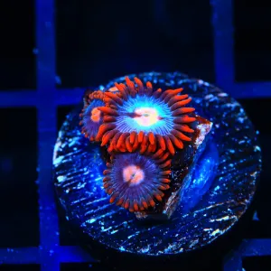TSA Crazy Clown Zoanthids Coral