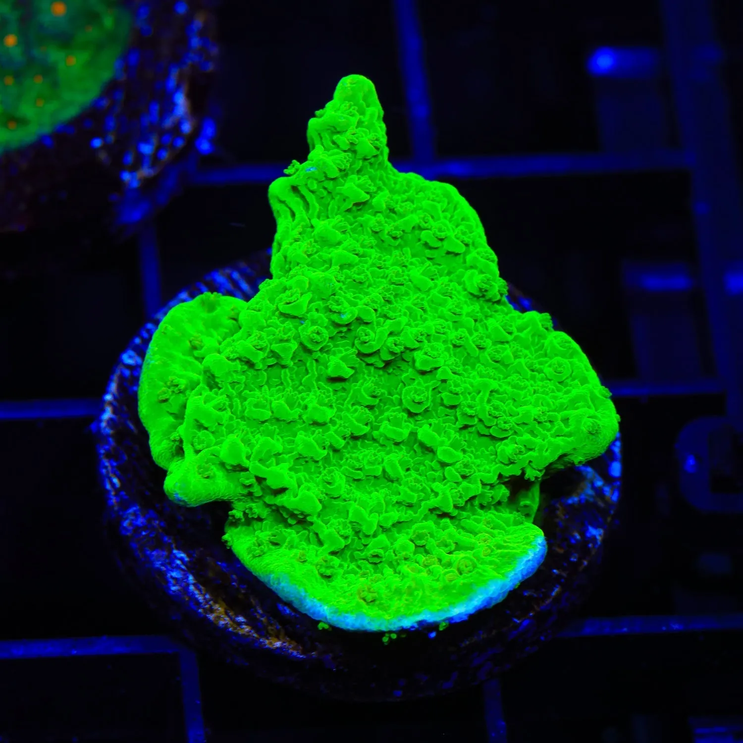 Tyree Toxic Green Aequituberculata Montipora Coral