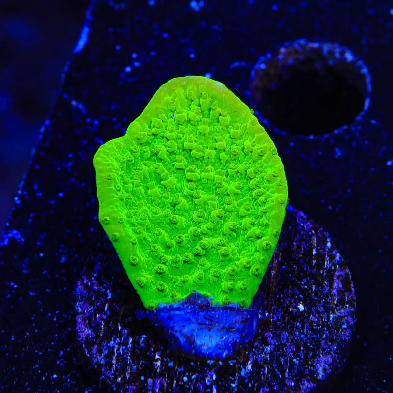 Tyree Toxic Green Aequituberculata Montipora Coral