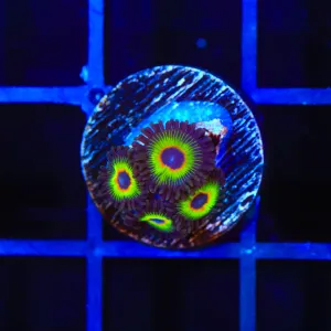 WWC Bob Marley Zoanthids Coral